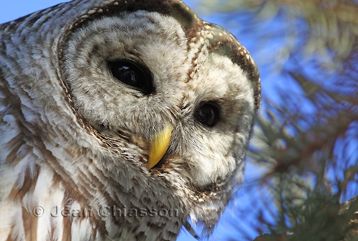 ( Full-frame ) Chouette Raye  (Barred Owl ) 