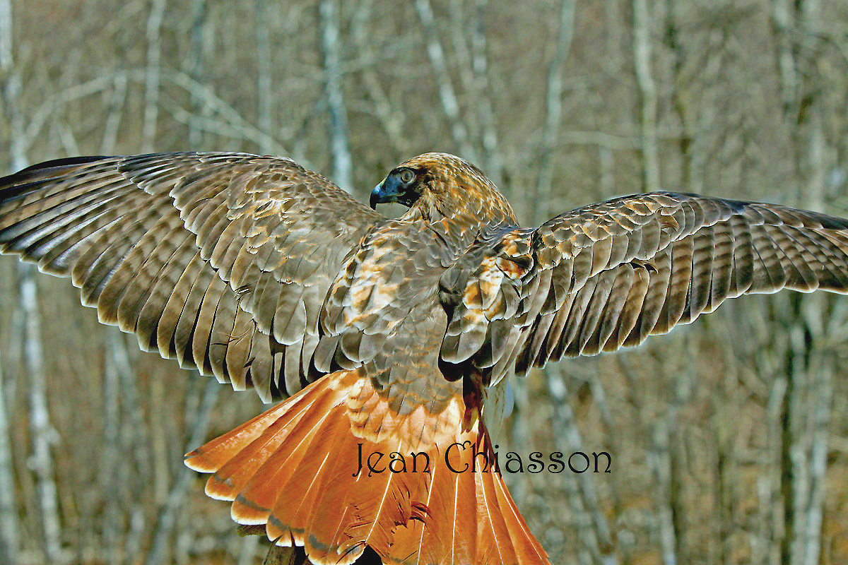 Buse a queue rouse / 48 - 63 cm  Red - tailed Hawk