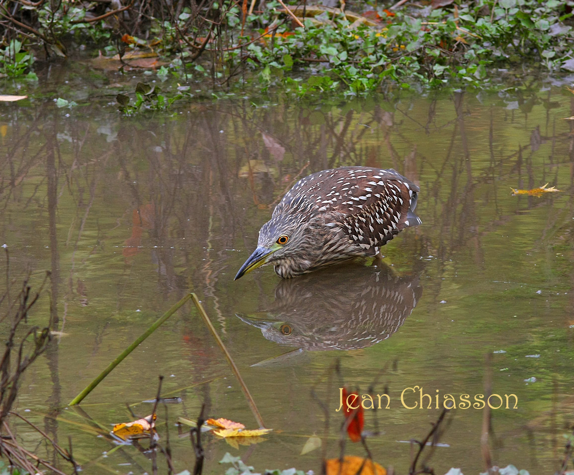 Bihoreau Gris immature (Black-crowned Night-Heron)