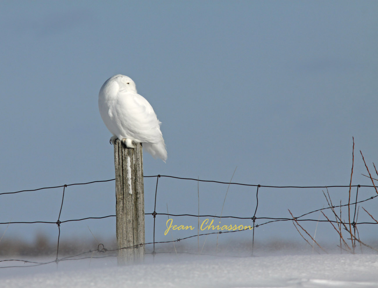 Harfang des Neiges (Snowy Owl)