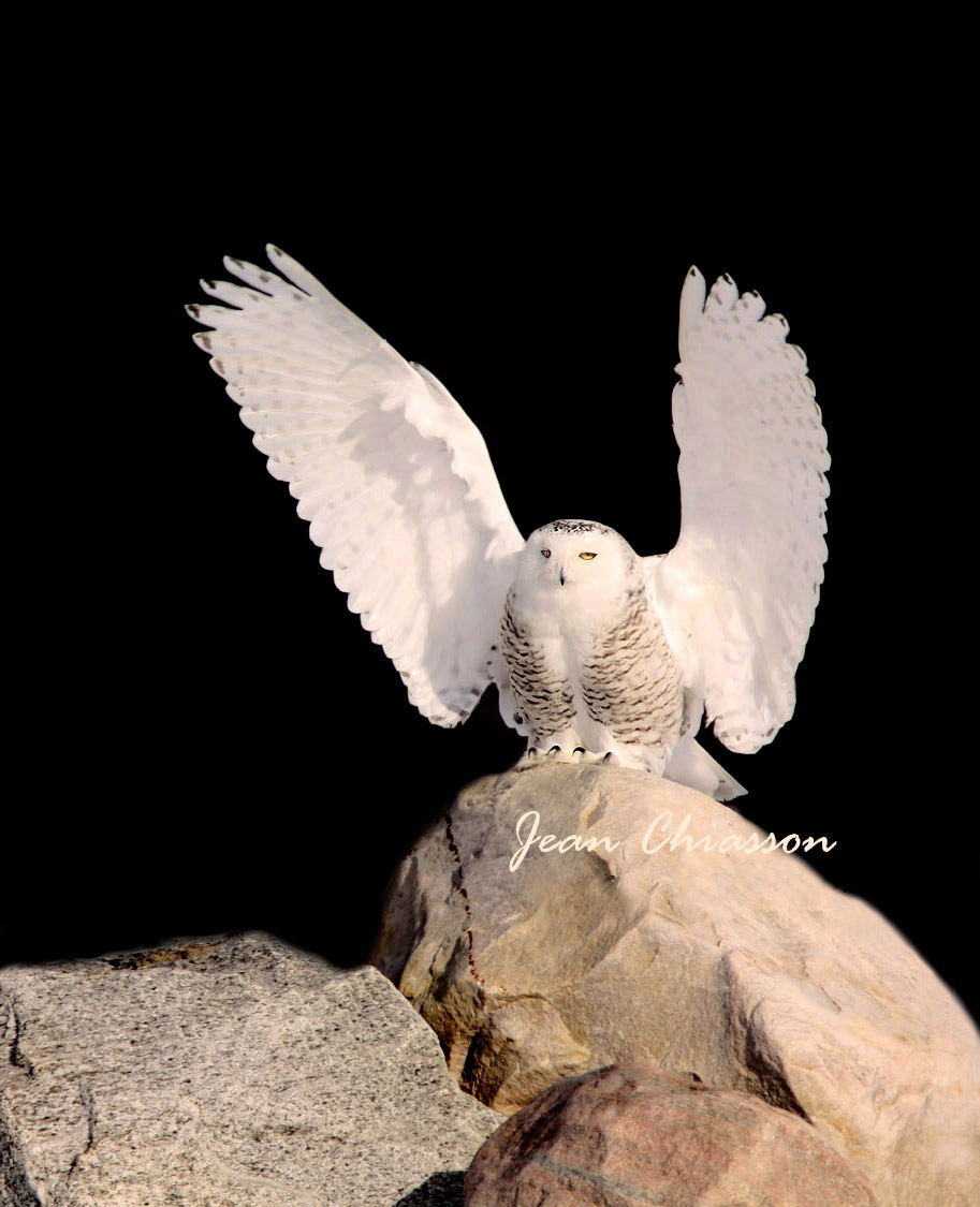 Harfang des Neiges (Snowy Owl)