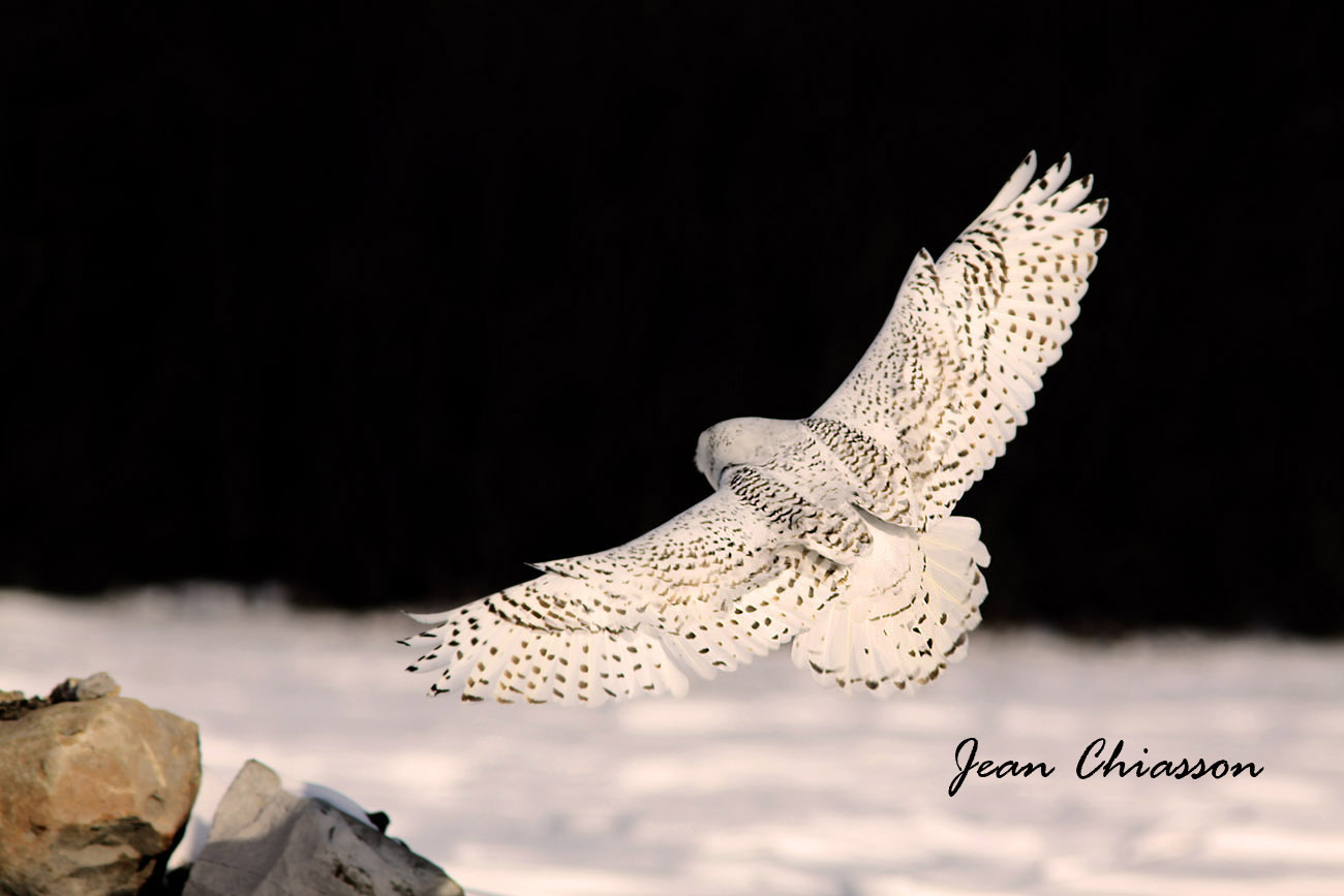 Harfang des Neiges (Snowy Owl)