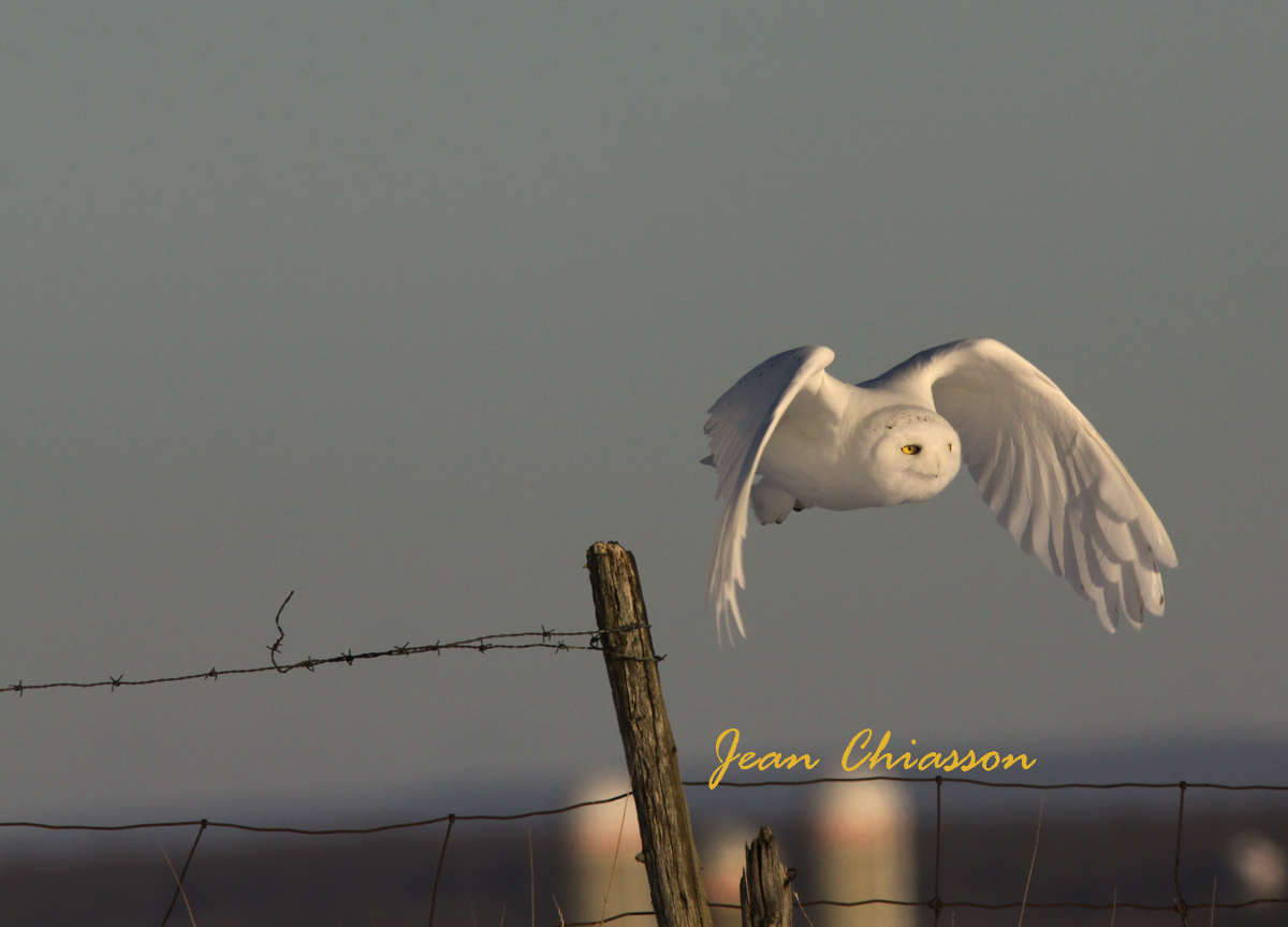 Harfang des Neiges (Snowy Owl)