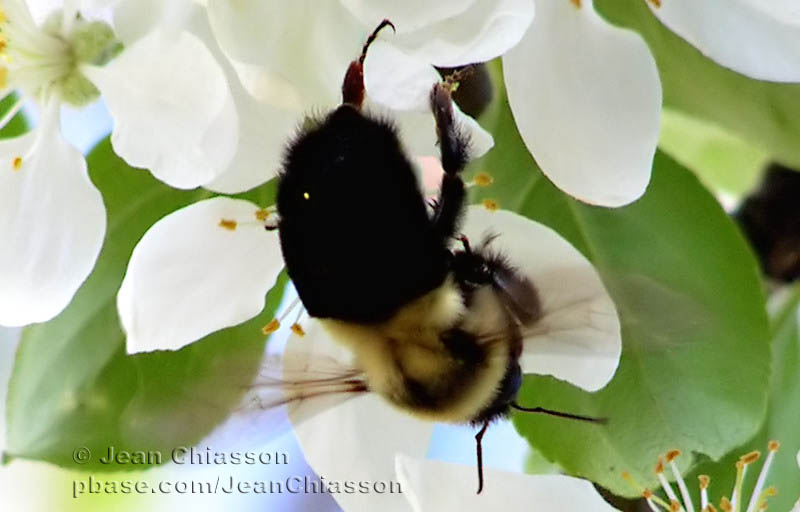 Bourdon - Insecte hymnoptre au corps lourd et velu qui butine comme labeille