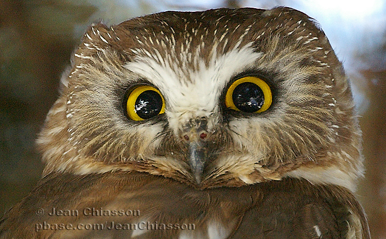 Petite Nyctale - Northern saw-whet owl