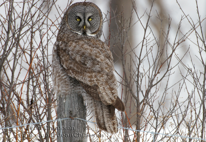 Chouette Lapone - Great Grey Owl