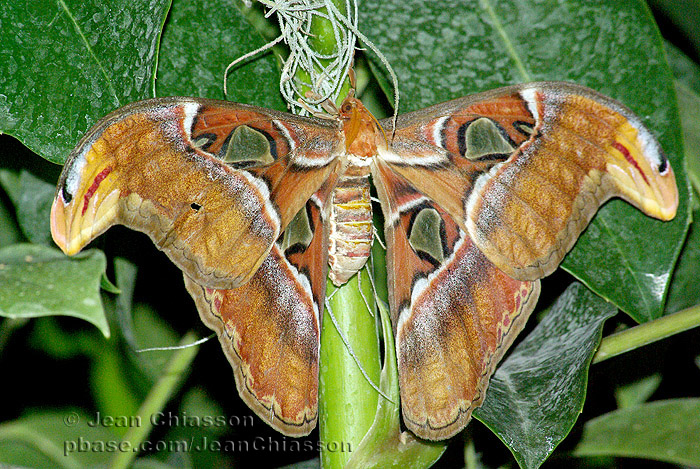 Attacus Atlas