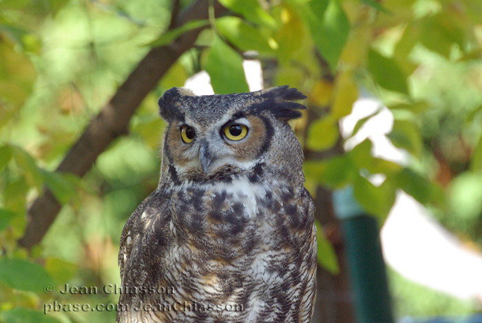Grand-duc  Damrique ( Great Horned Owl