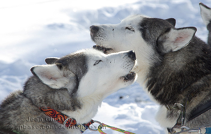 Chien de traineau  Dogsledding