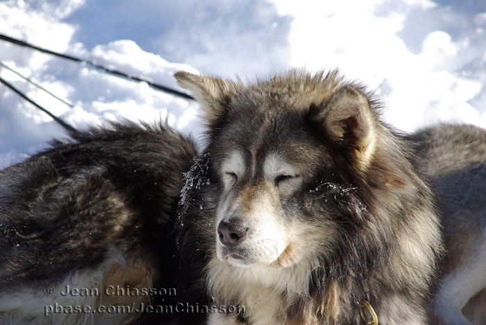 Chien de traineau  Dogsledding