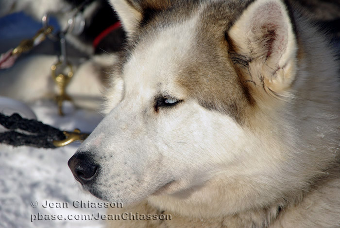 Chien de traineau  Dogsledding