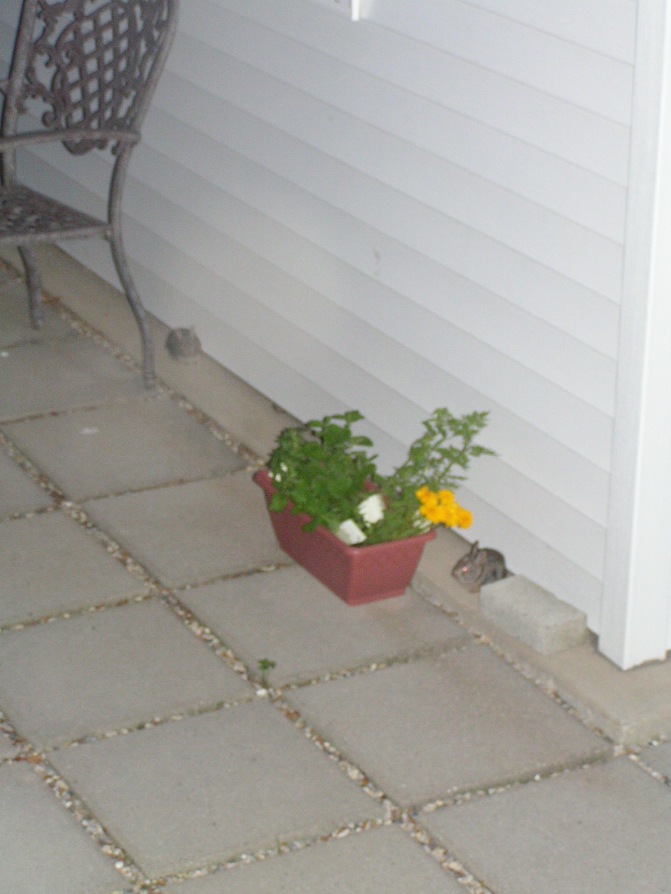 There were baby bunnies on our patio tonight.jpg