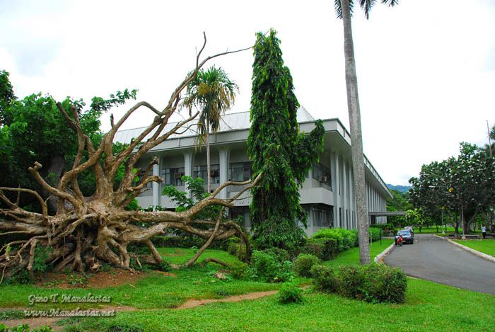 UPLB