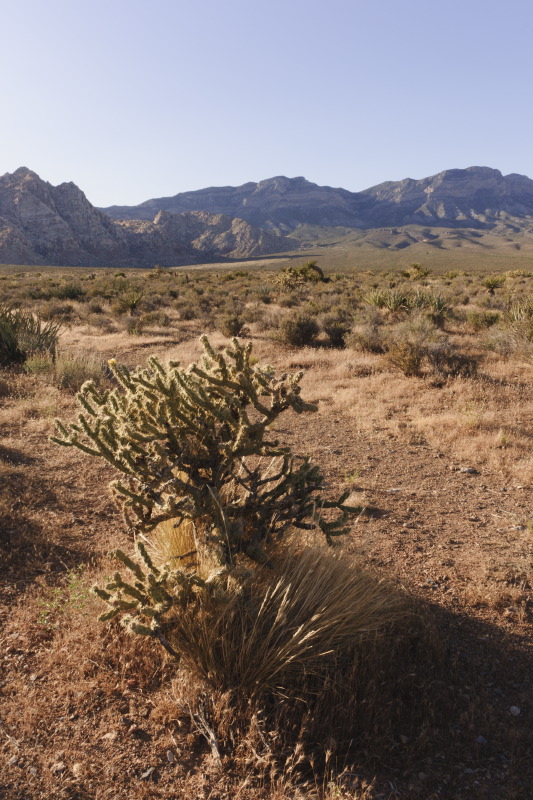 jumpingcholla-1sk.JPG