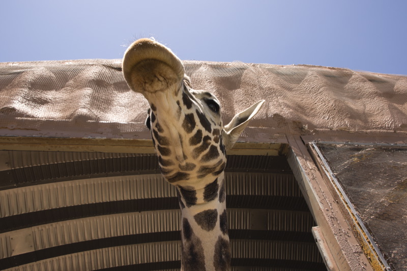 giraffe-1sk.JPG