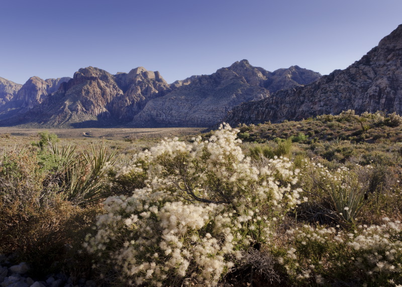 cottonbush-3sk.JPG