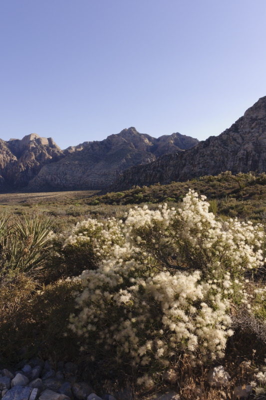 cottonbush-1sk.JPG
