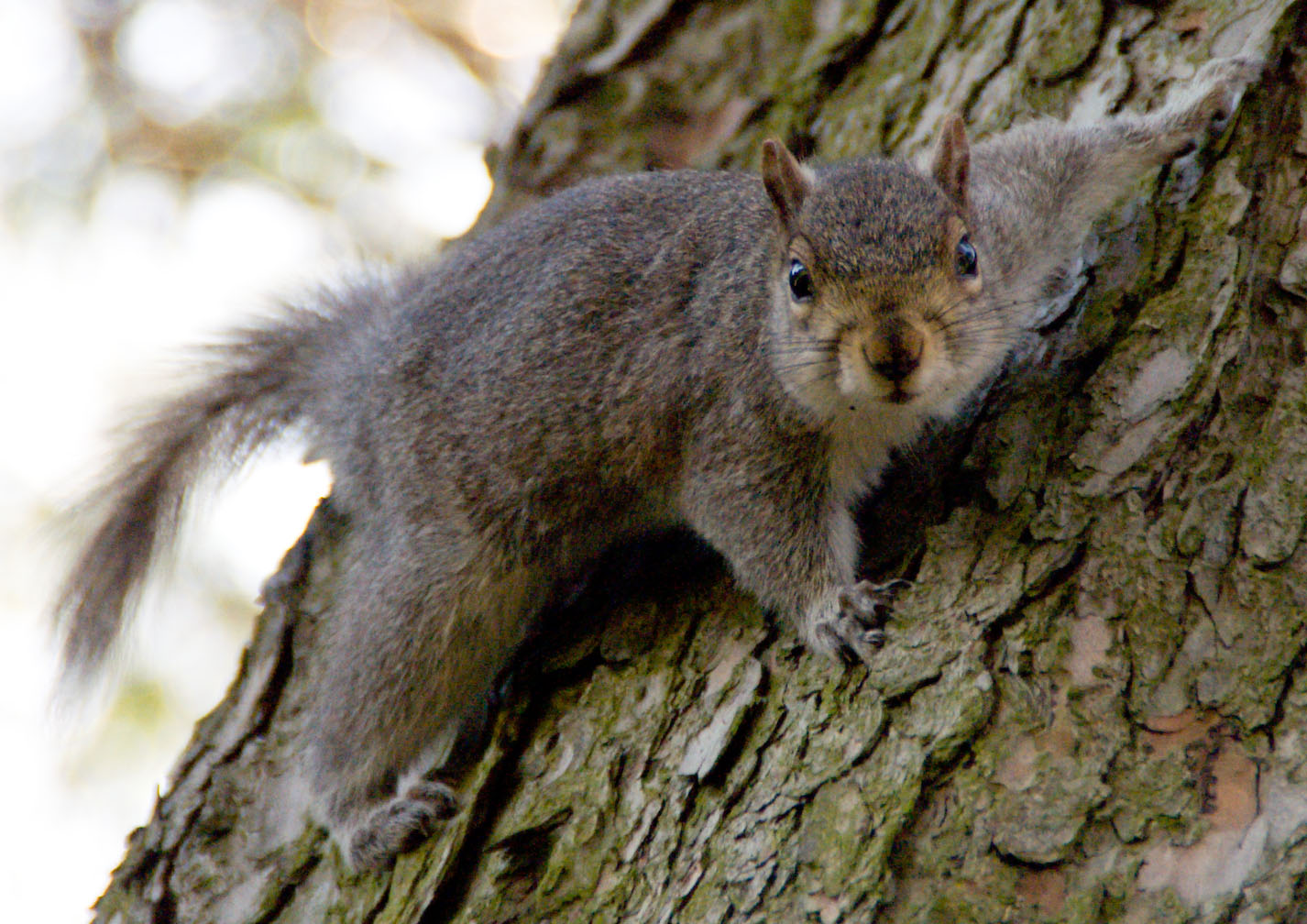 squirrelontree.jpg