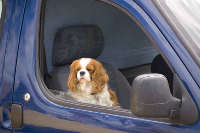dogincarsk.JPG