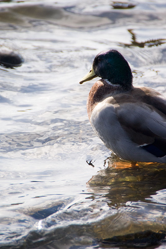 derwentwaterduck.jpg