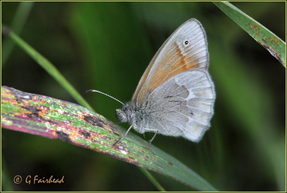 Common Ringlet