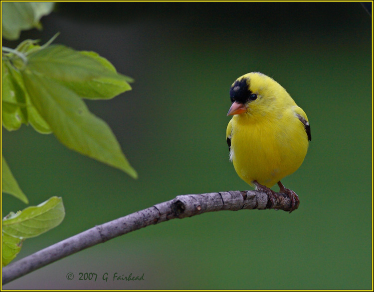 American Goldfinch Male