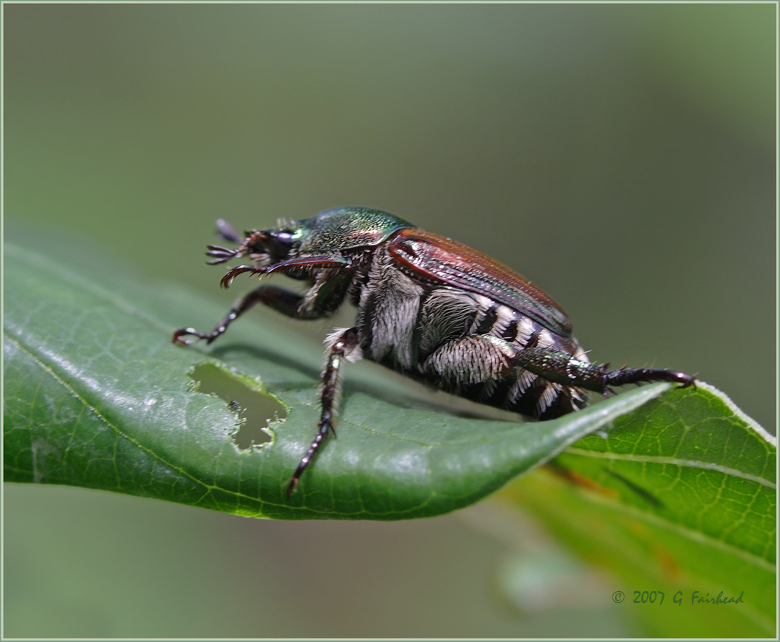 Japanese Beetle