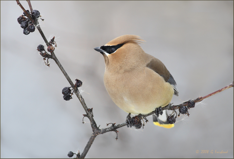 Cedar Waxwing