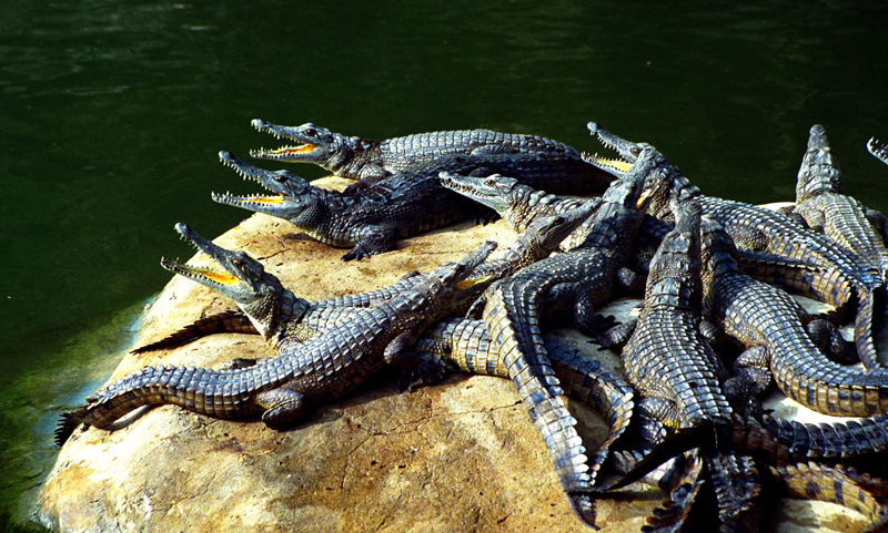 Sharp teeth gathering - Mamba Village Mombasa