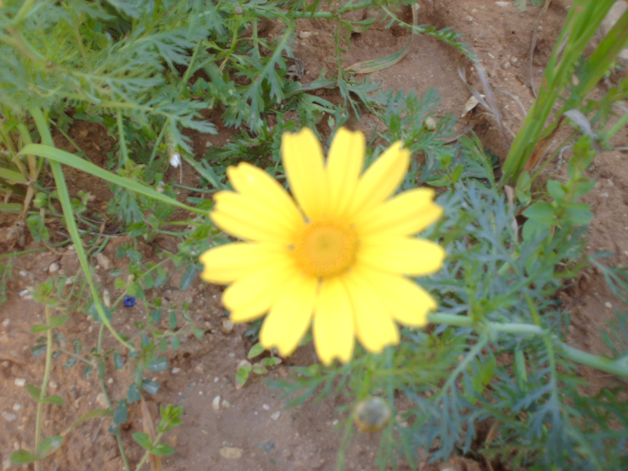 Al Khoms 1.JPG