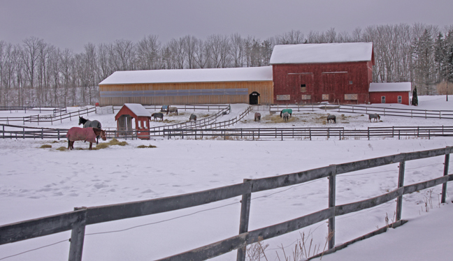 horse farm in snow