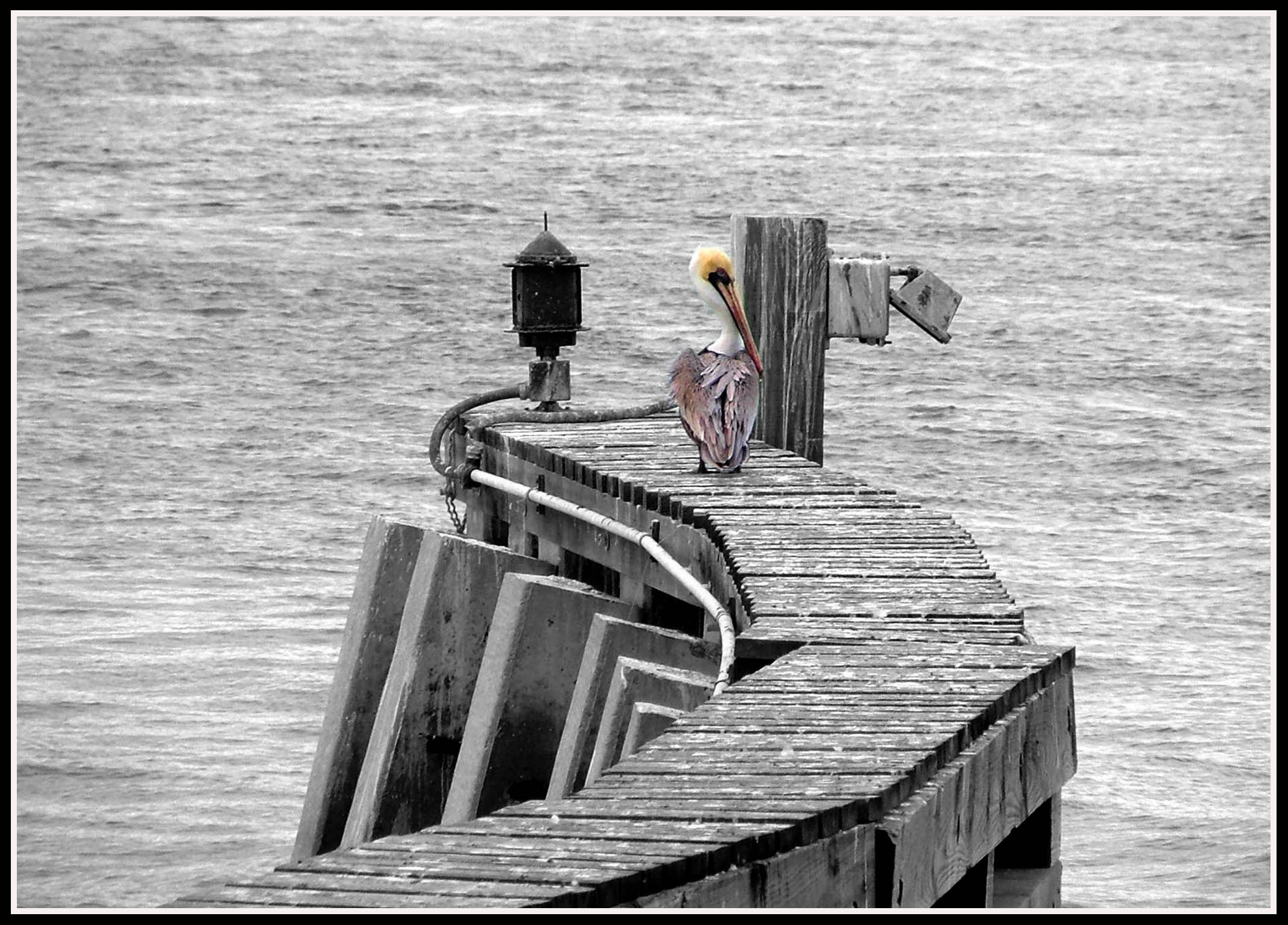 Pelican Crossing