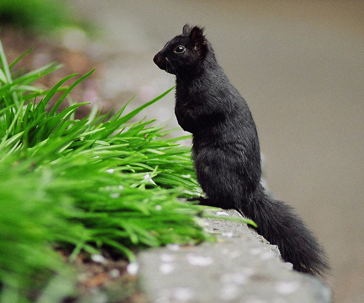 Grey Squirrel 
