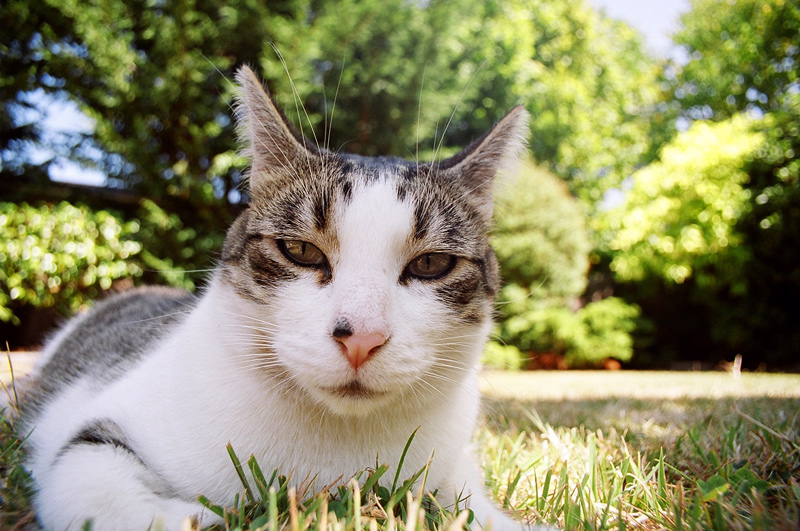 Tigger
