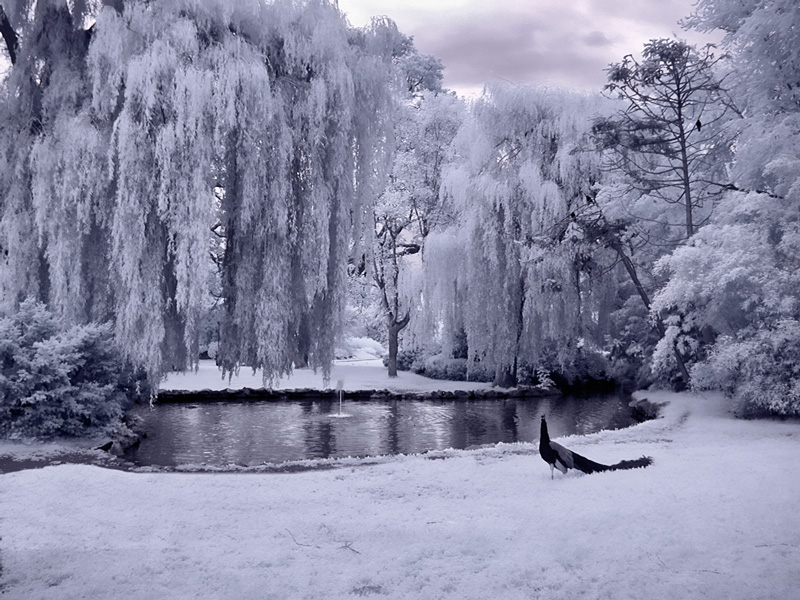 Beacon Hill Park