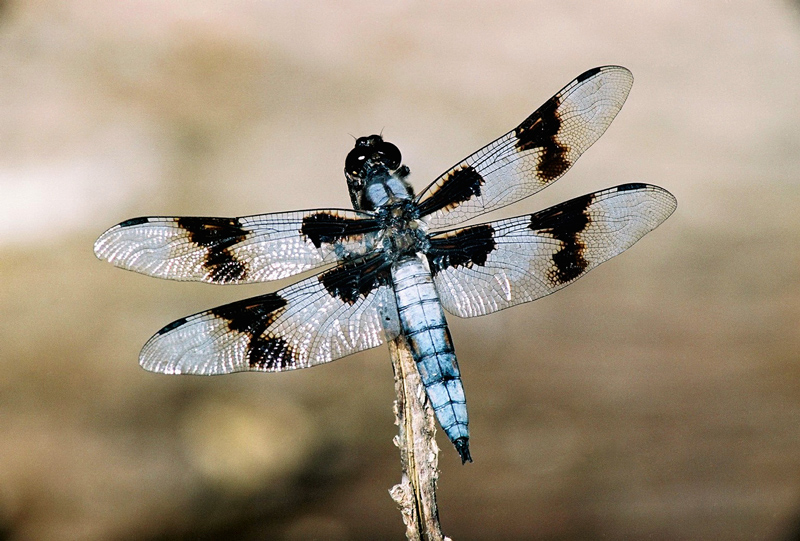 Insects