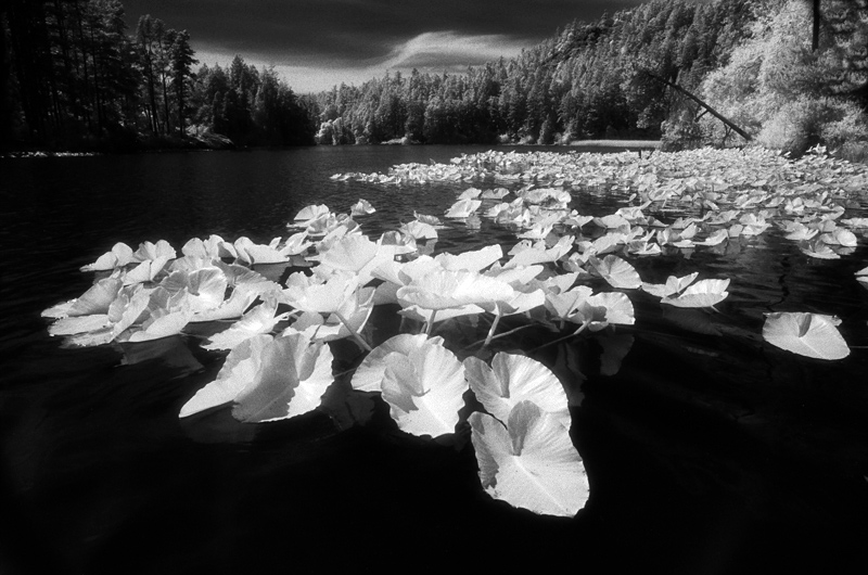 Various Infrared Photography