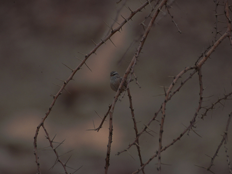 scrub warbler