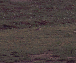 buff-breasted sandpiper, Prunjepolder 09-2003