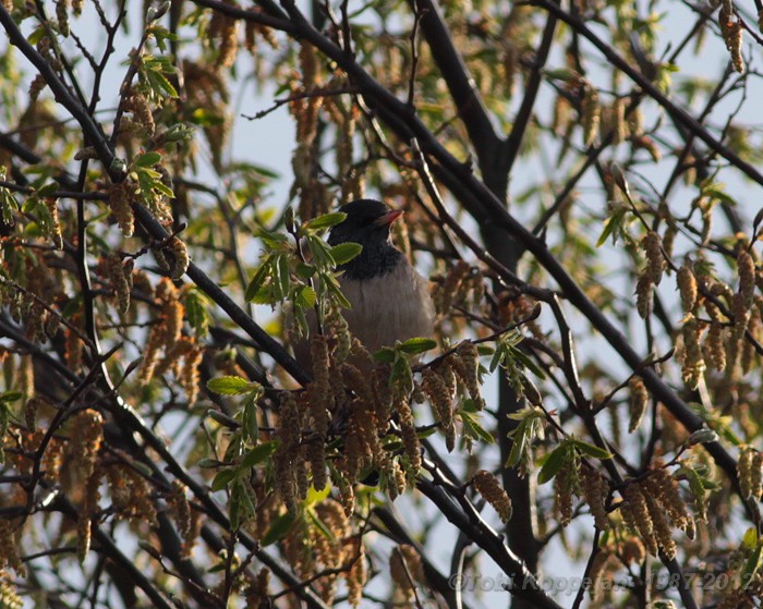 rosy starling / roze spreeuw