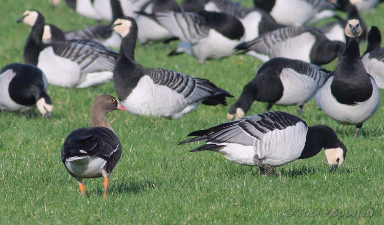 lesser white-fronted goose / dwerggans, Oude Veerseweg