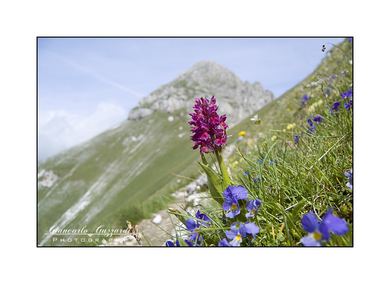 Dactylorhiza sambucina