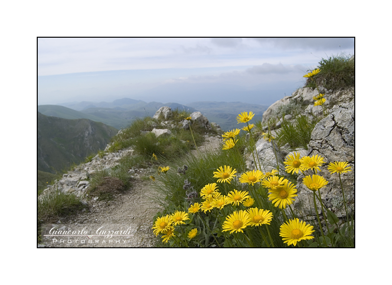 Doronicum columnae