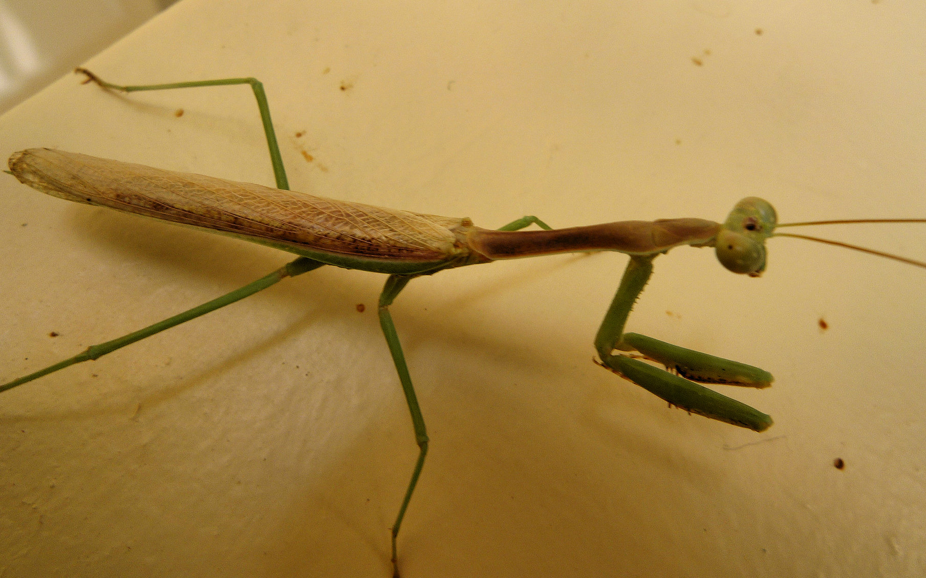 arizona_mantis_sep2010.jpg