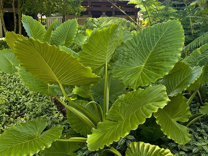 Wahiawa Botanical Garden