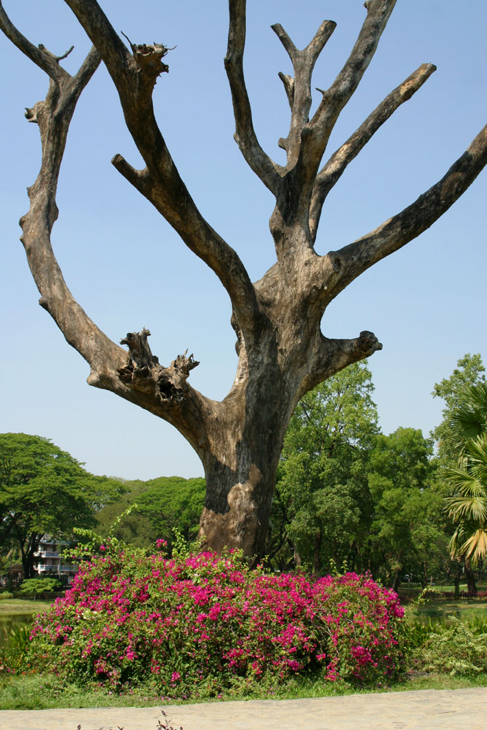 at Kandawgyi Lake