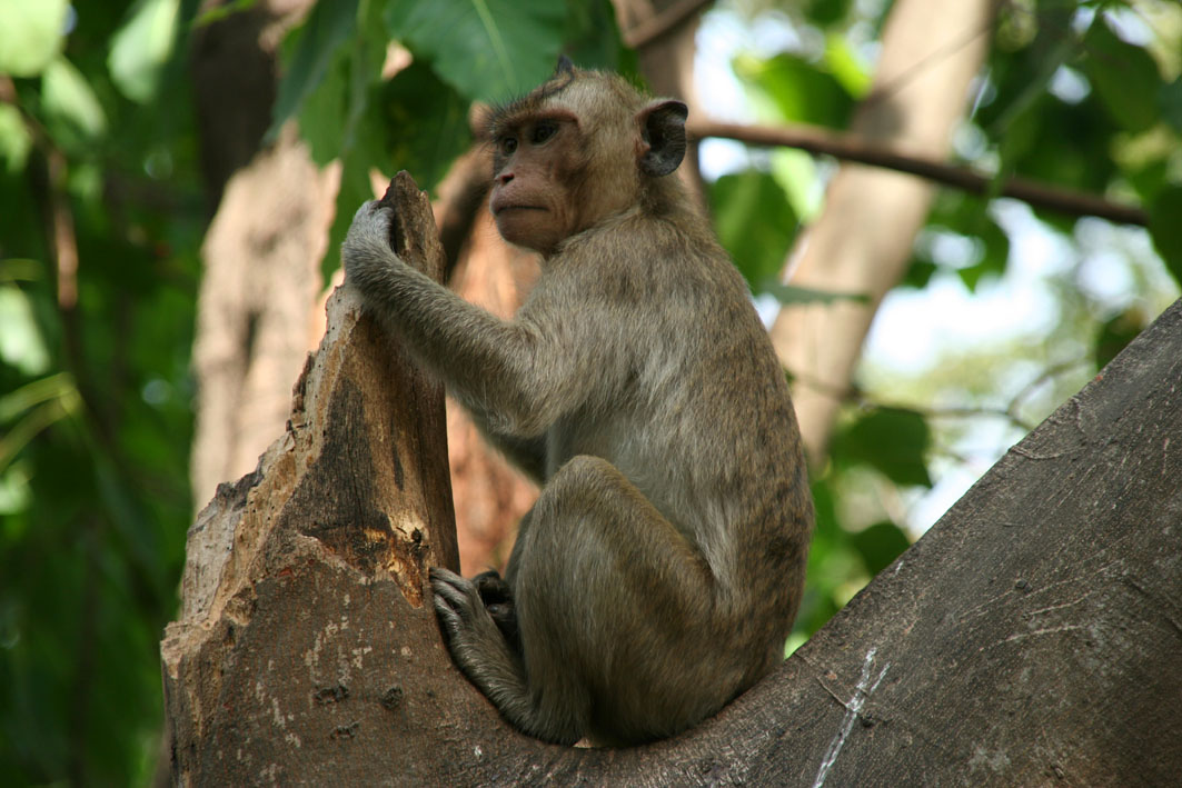 around Wat Phnom