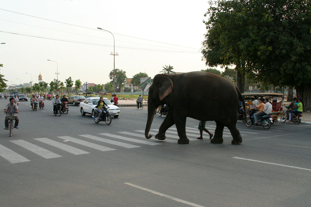 walking the elephant