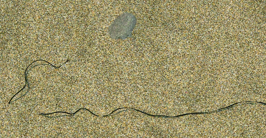 sand and weed