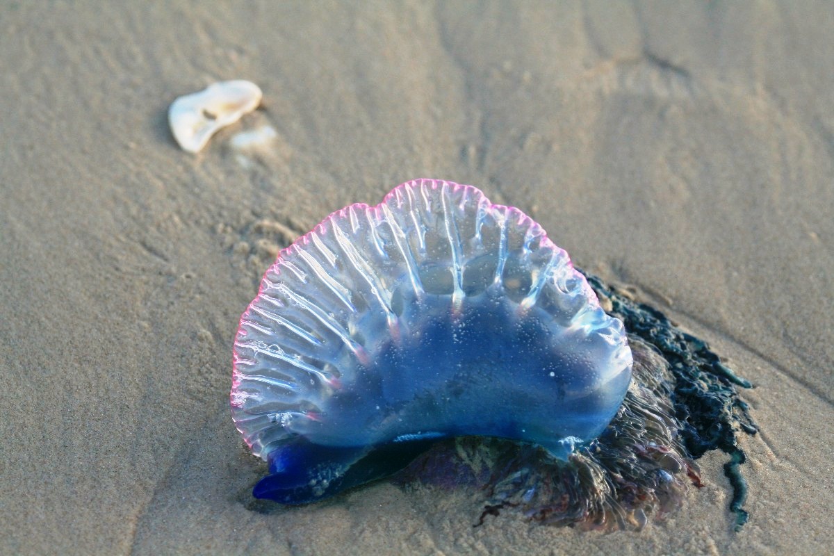 Portuguese Man oWar